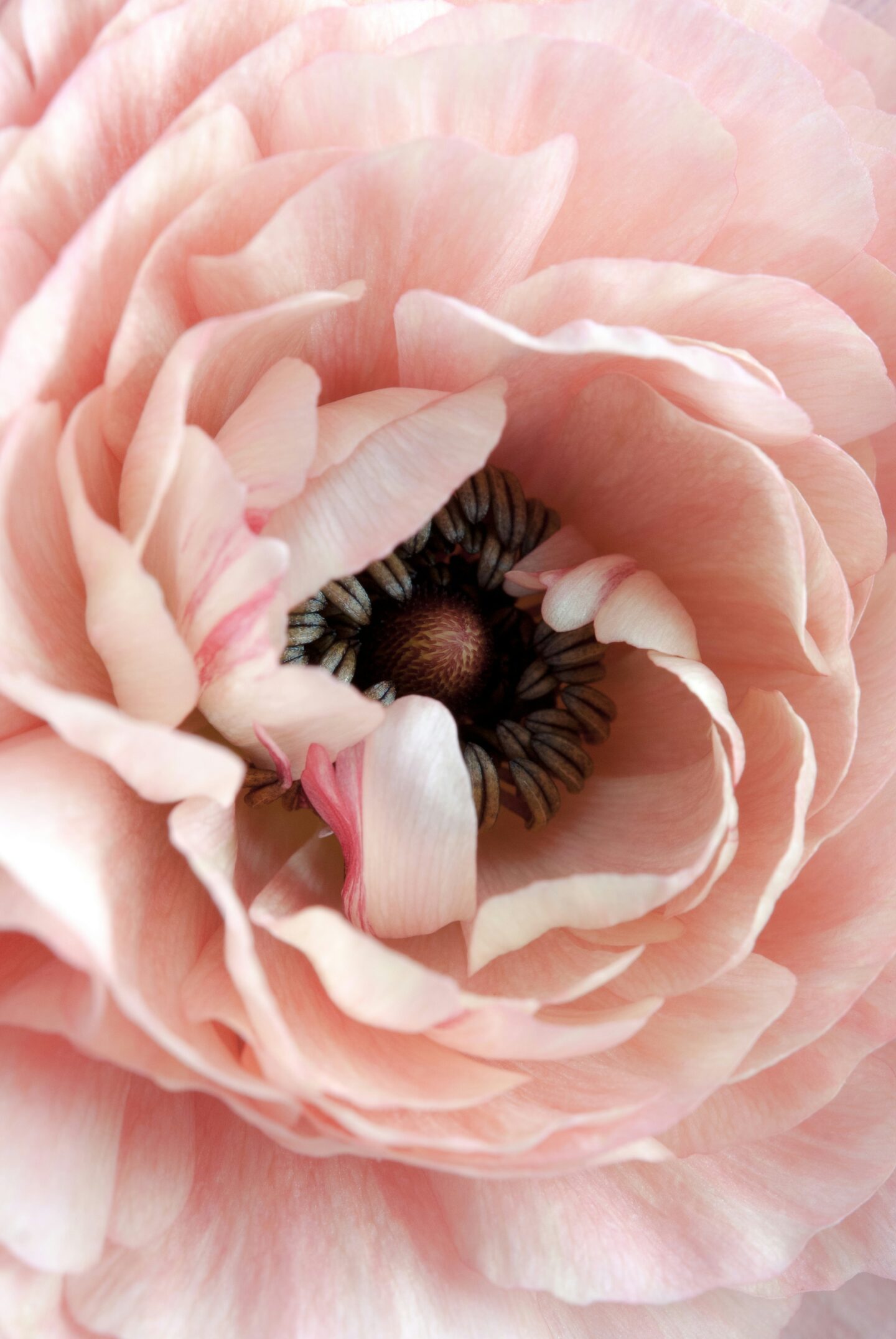 Peonies & Portraits