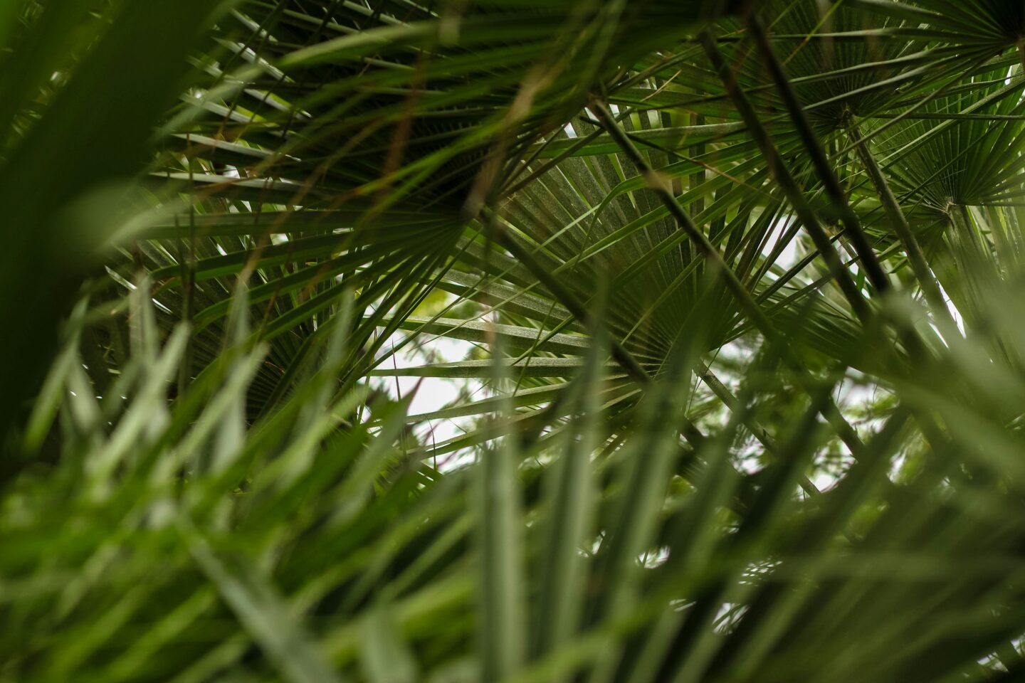 Palms & Portraits